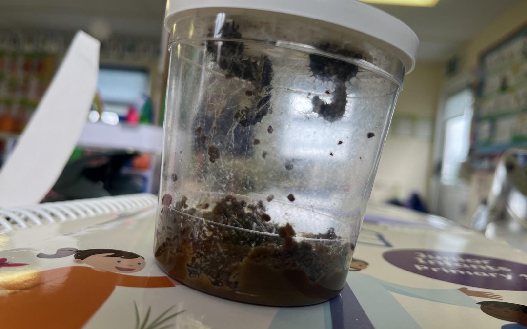 The Very Hungry Caterpillars