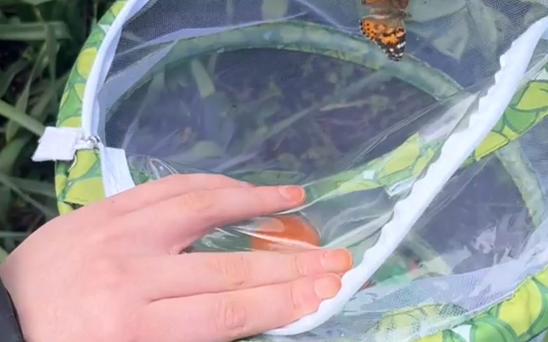 Butterfly Release Day 🦋