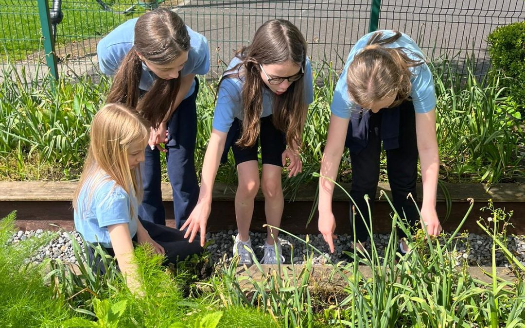 Summer in the Garden