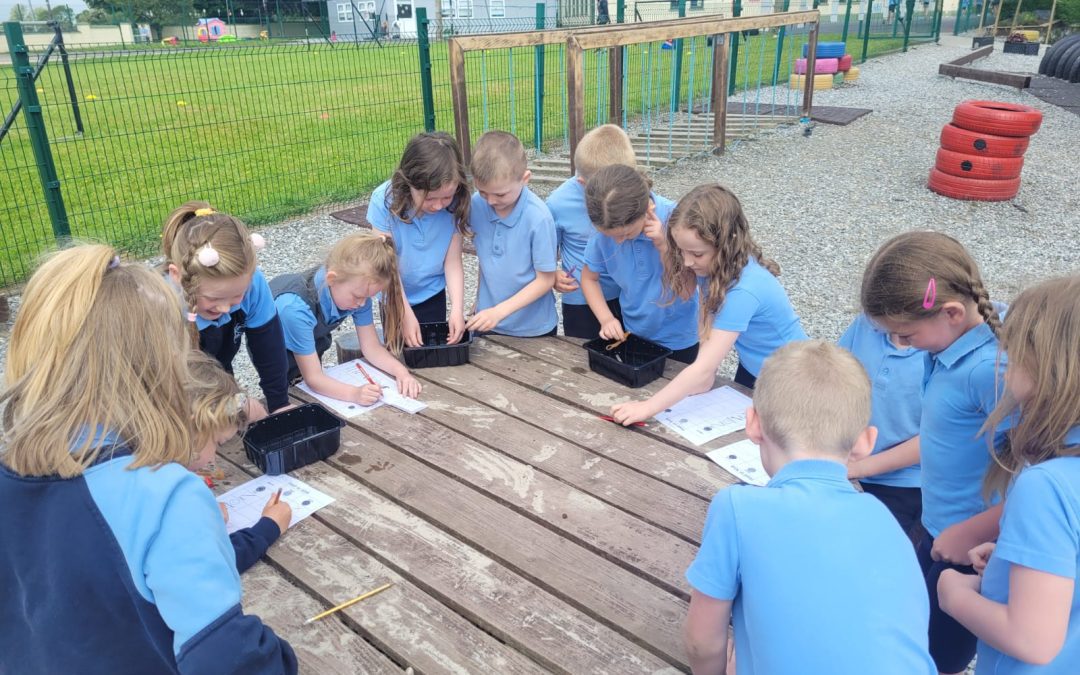 💡Predicting, Testing, and Recording Results in Senior Infants 💡