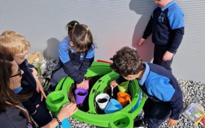 Planting Tulips 🌷