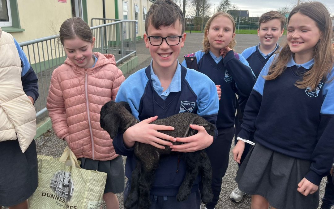 Our Little Lamb 🐑