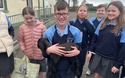 Our Little Lamb 🐑