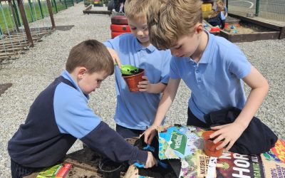 Sunflower Planting in the Sun 🌞